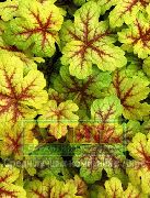 flerfarvet Heucherella, Skummende Klokker Plante foto