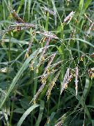 foto Cheatgrass Biljka (žitarice)