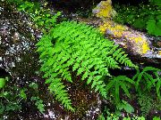 verde Woodsia Planta foto