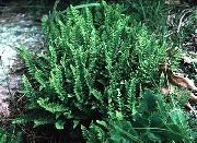 foto grøn Plante Woodsia