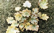 foto gul Plante Heuchera, Koral Blomst, Koral Klokker, Alunrod