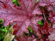 rood Heuchera, Koraal Bloem, Koraal Klokken, Alumroot Plant foto