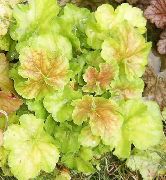hell-grün Heuchera, Korallenrote Blumen, Korallen Glocken, Alumroot Pflanze foto