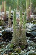 šviesiai žalia Dunce Anketa Dangteliai augalas nuotrauka