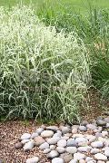 photo Ribbon Grass, Reed Canary Grass, Gardener's Garters Plant (cereals)