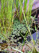 зелений Азолла (Москітний Папороть) Рослина фото