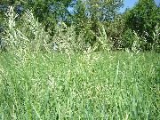 フォト 薄緑 プラント 香りの神聖な草、スウィートグラス、セネカ草、バニラ草、バッファロー草、zebrovka