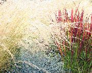 foto röd Växt Cogon Gräs, Satintail, Japansk Blod Gräs
