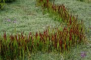 foto röd Växt Cogon Gräs, Satintail, Japansk Blod Gräs