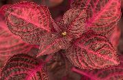 nuotrauka Bloodleaf, Vištienos Gerklė augalas (lapinės dekoratyviniai augalai)