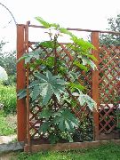 photo Castor Bean, Caster Oil Plant, Mole Bean, Higuera Infernal  (leafy ornamentals)