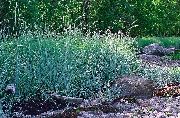 zdjęcie jasnoniebieski Roślina Lyme Grass (Elimus)