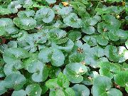 fotografija Asarabacca, European Divji Ingver Rastlina (listnate okrasne rastline)