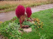 foto rød Plante Kochia, Brændende Busk, Sommer Cypres, Mexican Fireweed, Belvedere