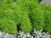 jasno-zielony Kochia (Lato Cyprys) Roślina zdjęcie