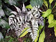 foto sølvfarvede Plante Lady Bregne, Japansk Malet Bregne