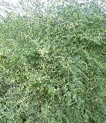 ღია მწვანე Asparagus ქარხანა ფოტო