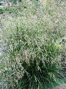 claro-verde Hairgrass Moñudo, Hairgrass Oro, Hierba Pelo, Hassock Hierba, Matas De Hierba Planta foto