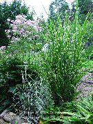 flerfarvet Eulalia, Jomfru Græs, Zebra Græs, Kinesisk Silvergrass Plante foto