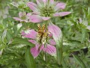mannigfaltig Bergamotte, Horsemint, Pferdeminze, Bienenbalsam Pflanze foto