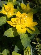 keltainen Tyyny Spurge Kasvi kuva