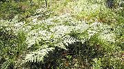 fénykép zöld Növény Nyugat-Páfrány Páfrány, Fék, Páfrány, Páfrány Északi Páfrány, Brackenfern