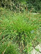 photo vert Plante Carex