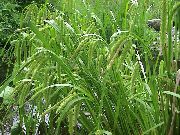 photo vert Plante Carex