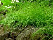 მწვანე Carex, ისლი ქარხანა ფოტო