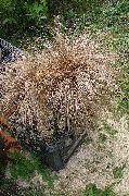kahverengi Yeni Zelanda Saç Saz Bitki fotoğraf