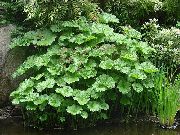 снимка зелен  Чадър Растение, Индийски Ревен