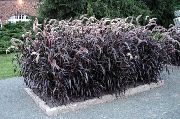photo burgundy,claret Plant Chinese fountain grass, Pennisetum