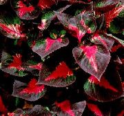 πολύχρωμα Βόειο Κρέας Φυτό Μπριζόλα εργοστάσιο φωτογραφία