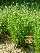 photo Nickendes Perlgras, Mountain Melic Grass Plant (cereals)