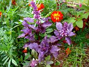 púrpura Albahaca Planta foto