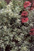 foto sølvfarvede Plante Plectostachys