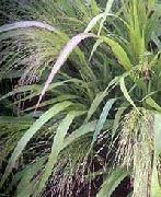 šviesiai žalia Myliu Žolę augalas nuotrauka