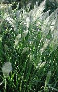 მწვანე წლიური წვერი ბალახის, წლიური Rabbitsfoot ბალახის ქარხანა ფოტო
