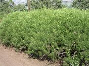 verde Ajenjo, Artemisa Planta foto