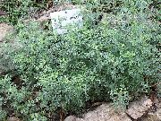      ( )  ,   - Artemisia pontica .  