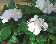 білий Барвінок (Вінка) Садові Квіти фото