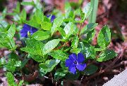 fotografie modrý Květina Obyčejný Brčál, Plíživý Myrta, Flower-Of-Smrti