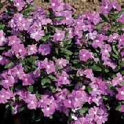 照片 紫丁香  常见的长春花，匍匐桃金娘，花的死亡