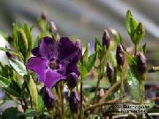 purpurs Kopējā Karmirte, Ložņu Miršu, Ziedu-Of-Nāves Dārza Ziedi foto