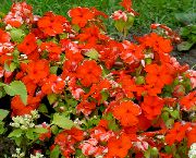 czerwony Barwinek (Vinca) Kwiaty ogrodowe zdjęcie