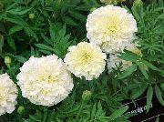 white Marigold Garden Flowers photo