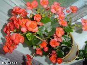 оранжев Восъчни Бегонии Градински цветя снимка