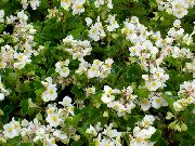 biały Kiedykolwiek Kwitnienia Begonii Kwiaty ogrodowe zdjęcie