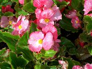 ვარდისფერი ცვილის Begonias ბაღის ყვავილები ფოტო