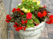 červená Vosk Begónie, Hlíznaté Begónie Zahradní květiny fotografie